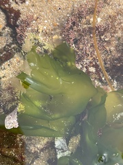 Ulva