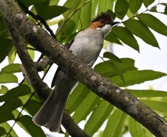 Hemixos castanonotus