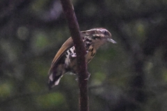 Picumnus innominatus