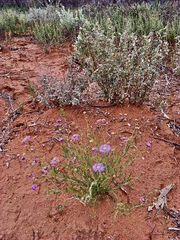 Brachyscome ciliaris
