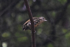Picumnus innominatus