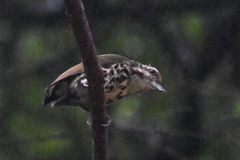 Picumnus innominatus