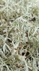 Cladonia portentosa