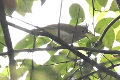Erpornis zantholeuca
