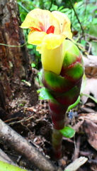 Costus sepacuitensis