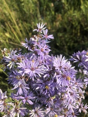 Symphyotrichum laeve