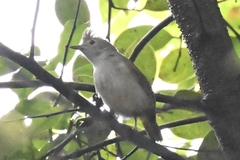 Erpornis zantholeuca