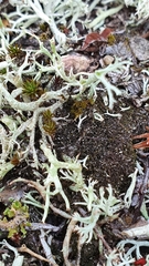Cladonia portentosa