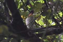 Hemixos castanonotus