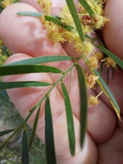Acacia fimbriata