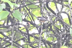 Aegithalos concinnus