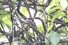 Aegithalos concinnus