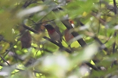 Aethopyga christinae