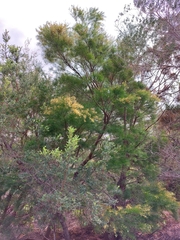 Acacia fimbriata