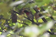 Aethopyga christinae