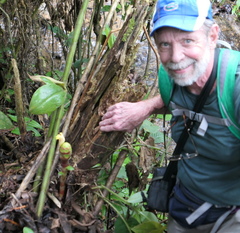 Costus sepacuitensis