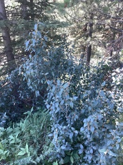 Shepherdia canadensis