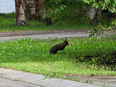 Lepus americanus