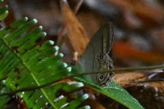 Lethe syrcis
