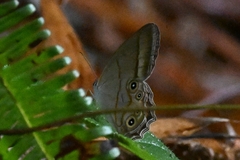 Lethe syrcis