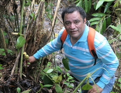 Costus sepacuitensis