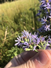 Symphyotrichum laeve