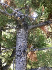 Arceuthobium americanum