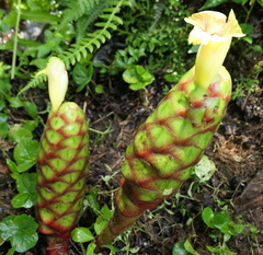 Costus sepacuitensis