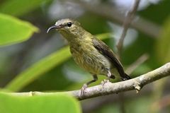 Aethopyga christinae