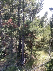 Arceuthobium americanum