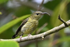 Aethopyga christinae