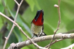 Aethopyga christinae