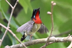 Aethopyga christinae