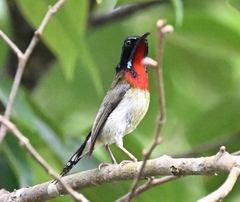 Aethopyga christinae