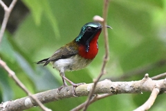 Aethopyga christinae