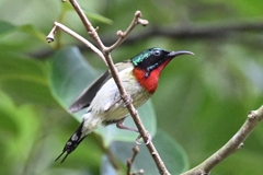 Aethopyga christinae