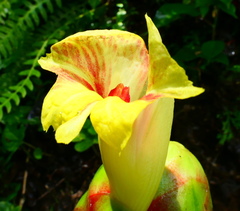 Costus sepacuitensis