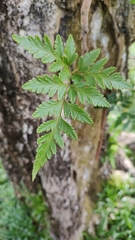 Davallia solida