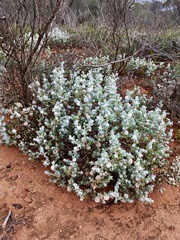 Dissocarpus paradoxus