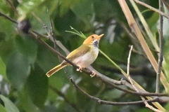 Abroscopus albogularis