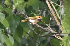 Abroscopus albogularis