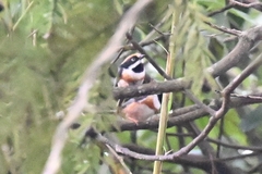 Aegithalos concinnus