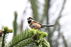 Aegithalos concinnus