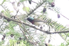 Aethopyga christinae