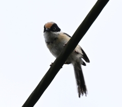 Aegithalos concinnus