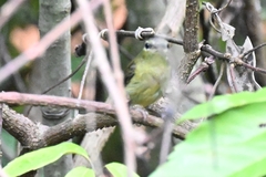 Aethopyga christinae