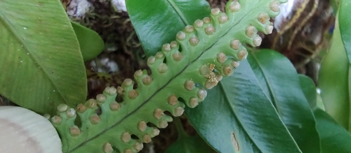 Haresfoot fern (Davallia heterophylla)