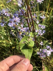 Symphyotrichum laeve
