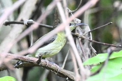 Aethopyga christinae