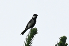 Parus minor